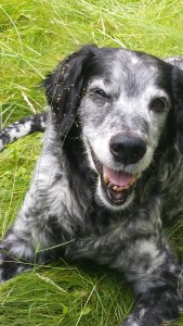 Bodie juni 2015 tuin Bert